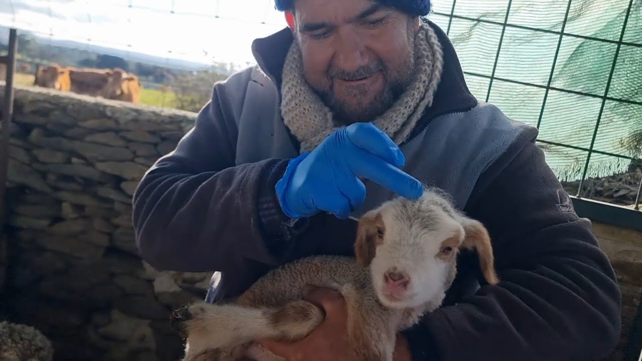 Qué bonito el parto de la pequeña gárgola😍