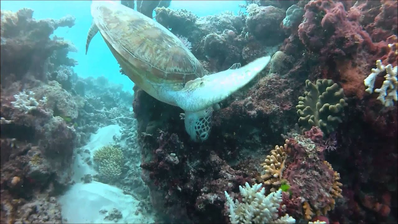 Scuba Dive the Great Barrier Reef - Flynn