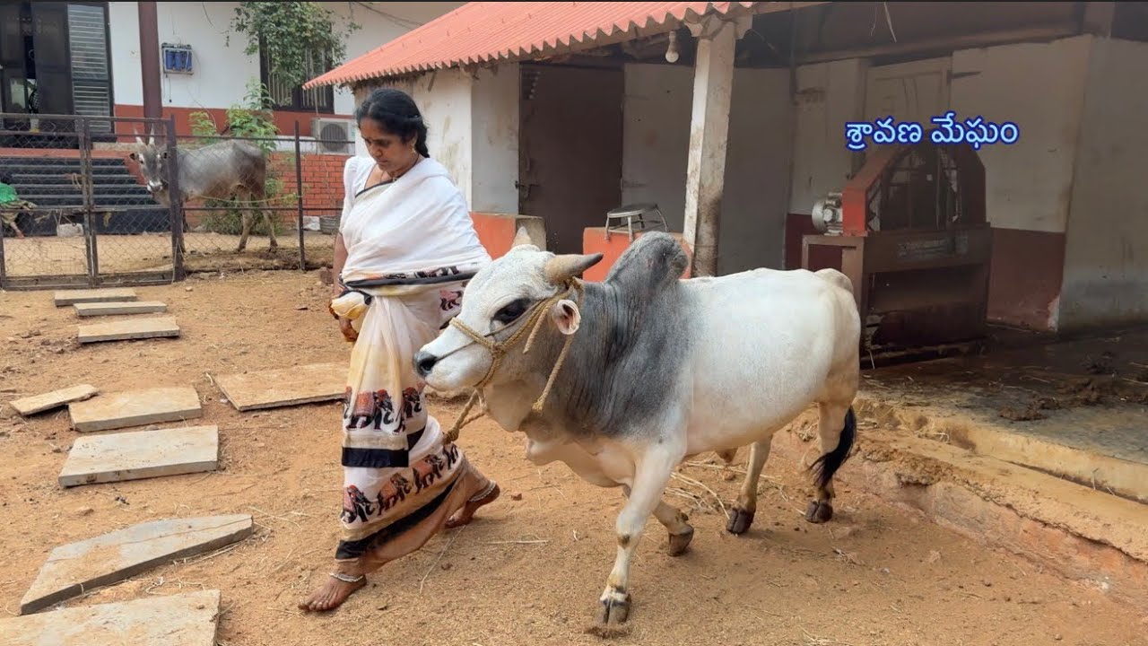 కనుమ పండుగ @sravanamegham 
