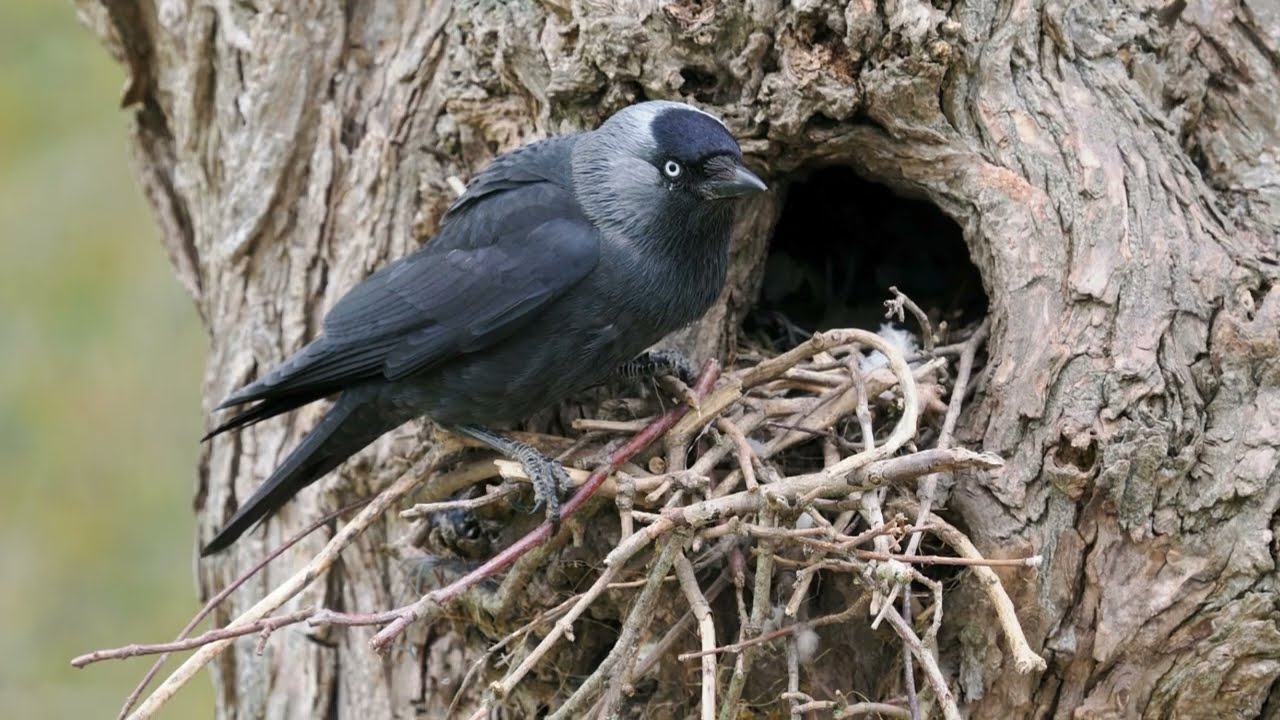 The Jackdaw: Close Up HD Footage (Corvus monedula) #birds #birding #birdlife #wildlife