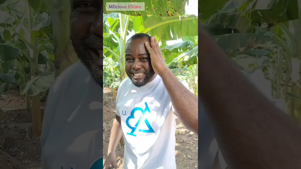 (Pt4) Building Plantain Farming Foundation