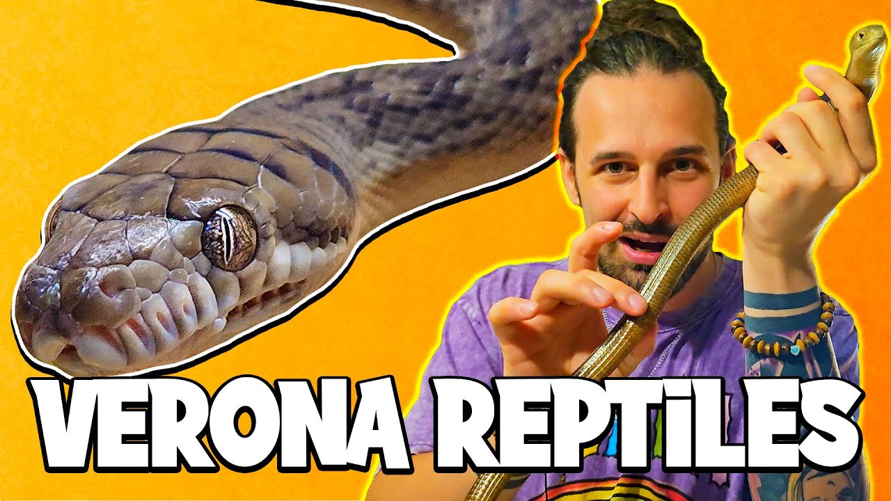 Che Animali ci sono in una FIERA DI ESOTICI?