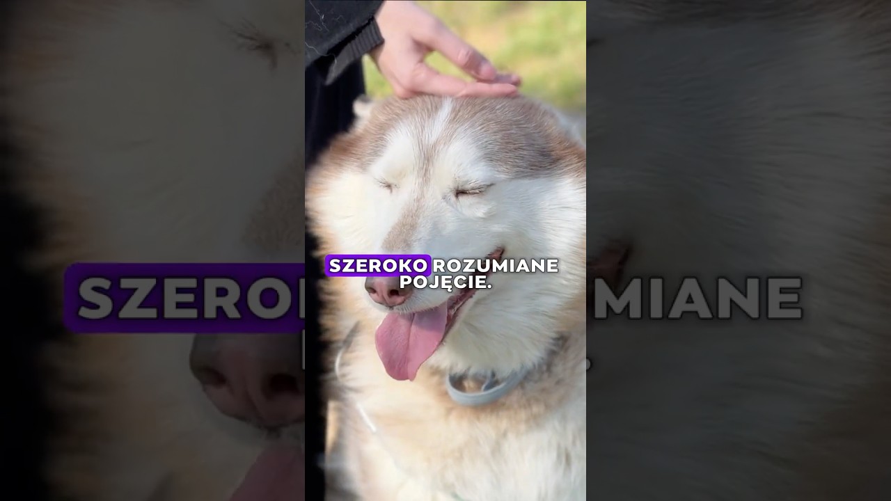 Dzień z życia Schroniska Na Paluchu &ndash; część 6. WOLONTARIUSZ #schroniskonapaluchu #wolontariat #psy