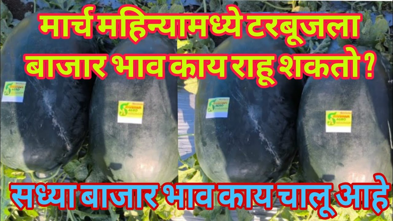 🍉 यावर्षी टरबुज लागवड कमी की जास्त? शेतकऱ्यांसाठी मोठी माहिती!🍉