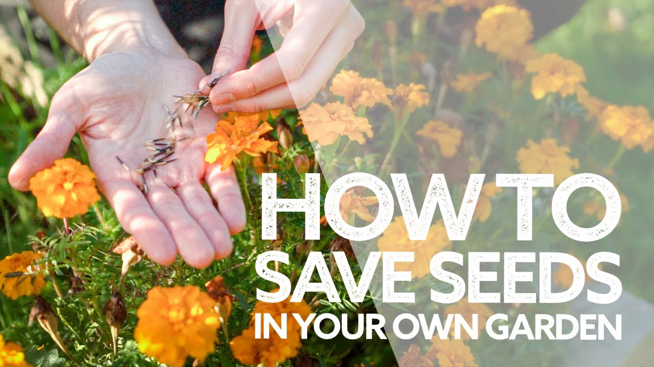 How to Save and Store Seeds in your Garden | Seed Saving for Beginners