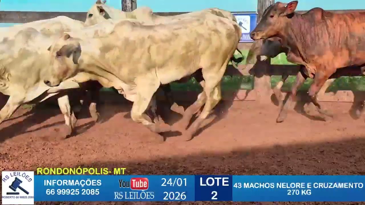 LOTE 02 - 43 MACHOS NELORE/CRUZAMENTO - 270 KG