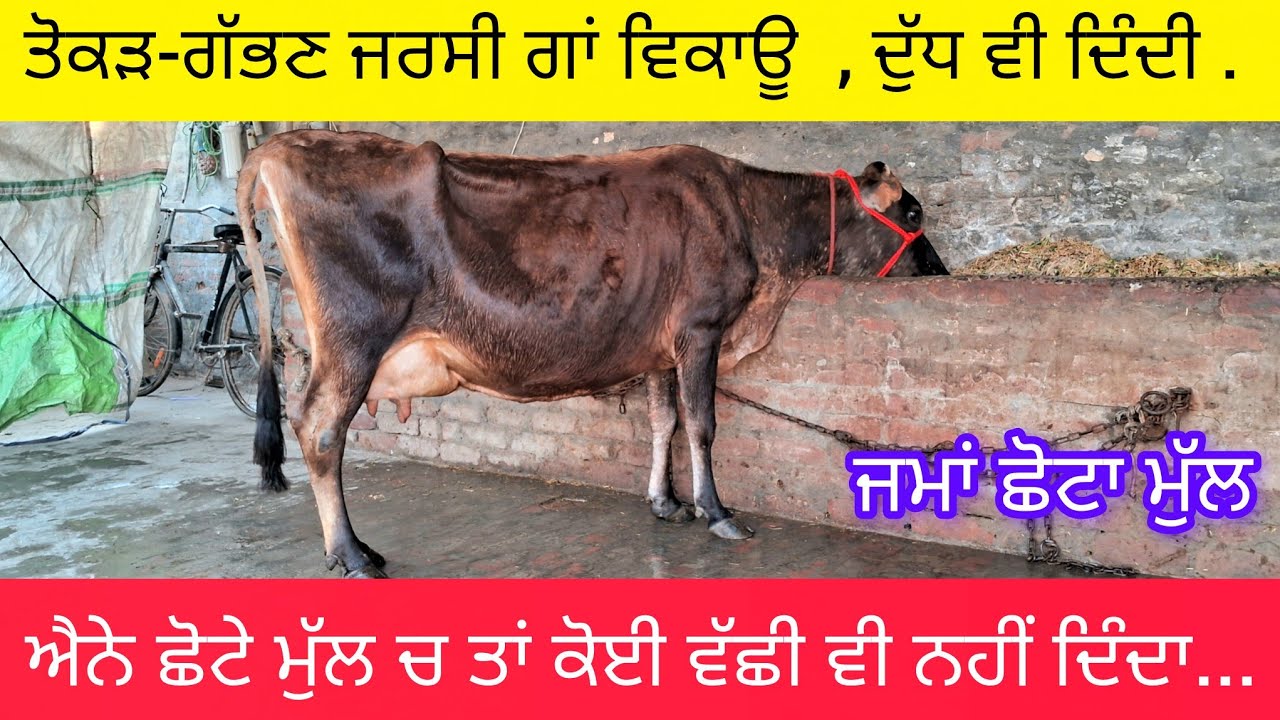 ਤੋਕੜ-ਗੱਭਣ ਜਰਸੀ ਗਾਂ ਵਿਕਾਊ  , ਛੋਟਾ ਮੁੱਲ  . 62806-12633  tokad gabhan check pass jersey cow sale. 