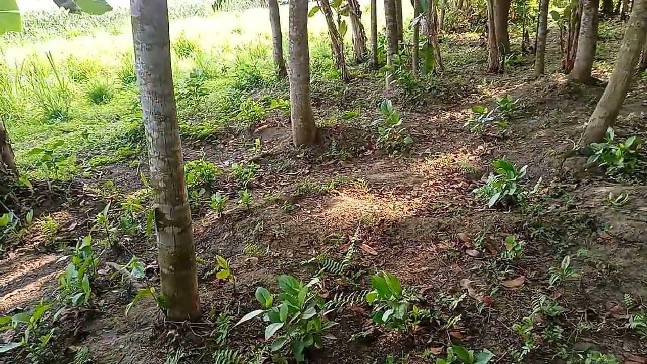 মেহগনি গাছ প্রতি শতকে কতটি করে রোপন করা যায়।।  মেহগনি গাছ রোপন পদ্ধতি।। মেহগনি বাগান পদ্ধতি