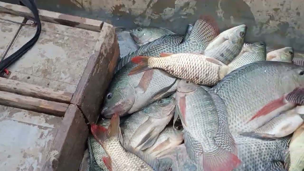 siêu phẩm kích cá 52 c 24vol trị rô phi vùng nước sâu lh0936655341