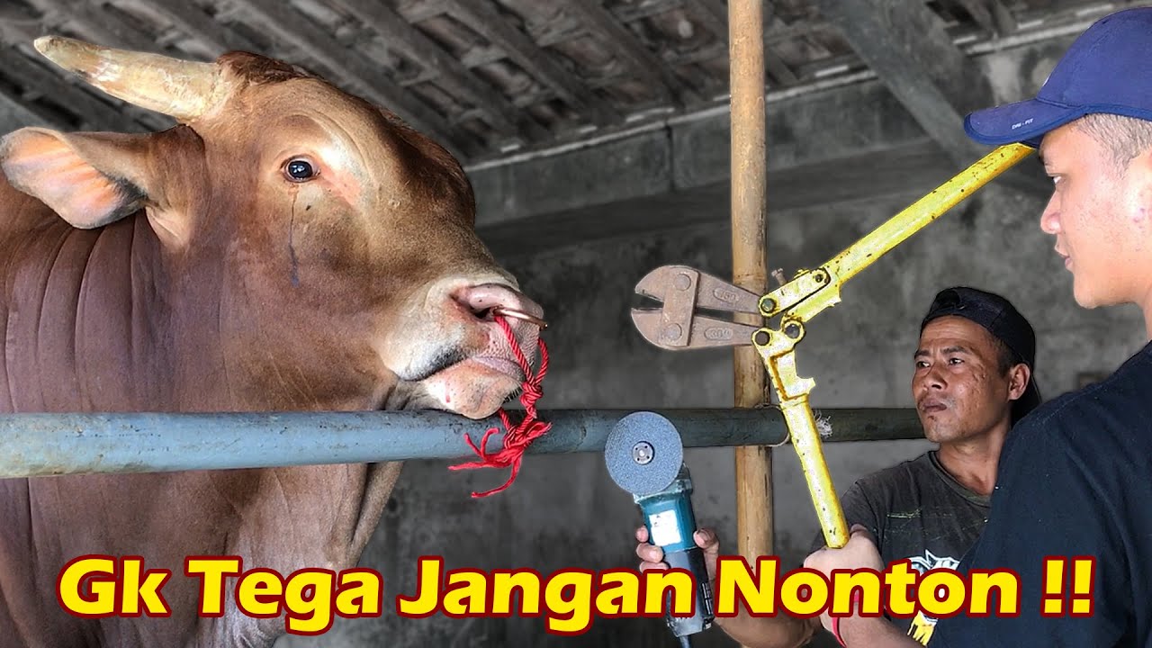 WARISO MENANGIS ‼️ Proses Pergantian Ring / Keluh Sapi