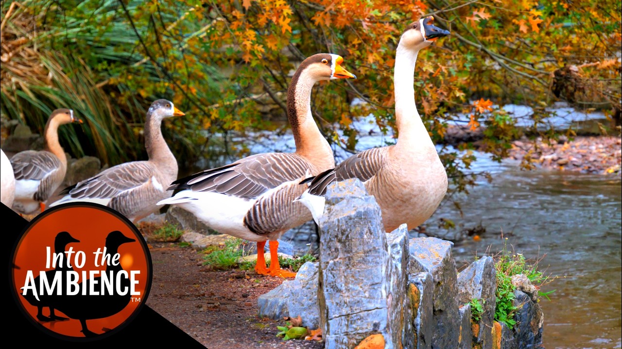 Feeding Geese on a River - Featuring Black Swans, Pekin Ducks, Mallards - Nature Relaxation Video