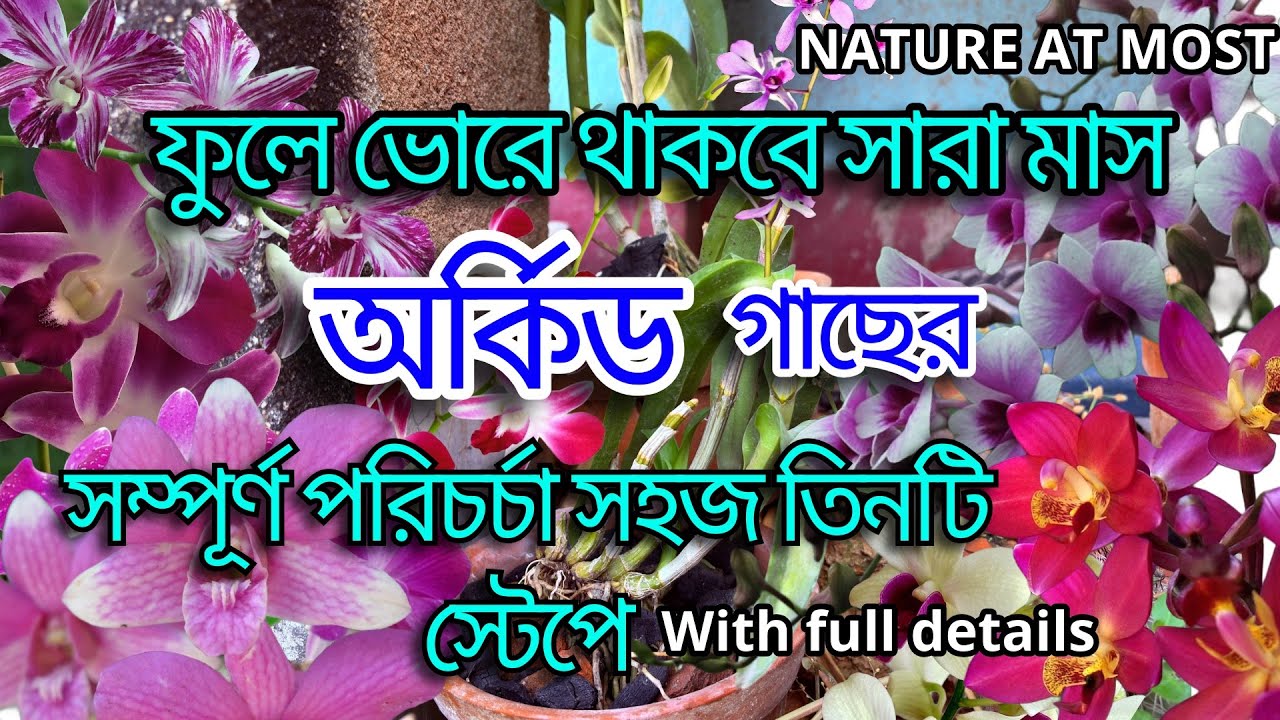 Orchid plant care (Dendrobium) | অর্কিড গাছের সব চেয়ে সহজ উপায় পরিচর্যা | A to z of orchids NAM .