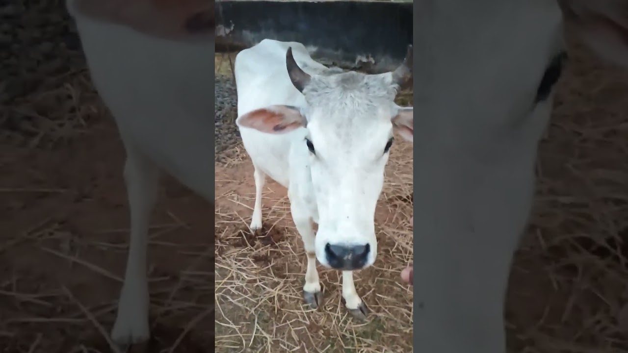 Chhote murga log khana kha rahi hai Gau Mata khana paka Diya #farming 