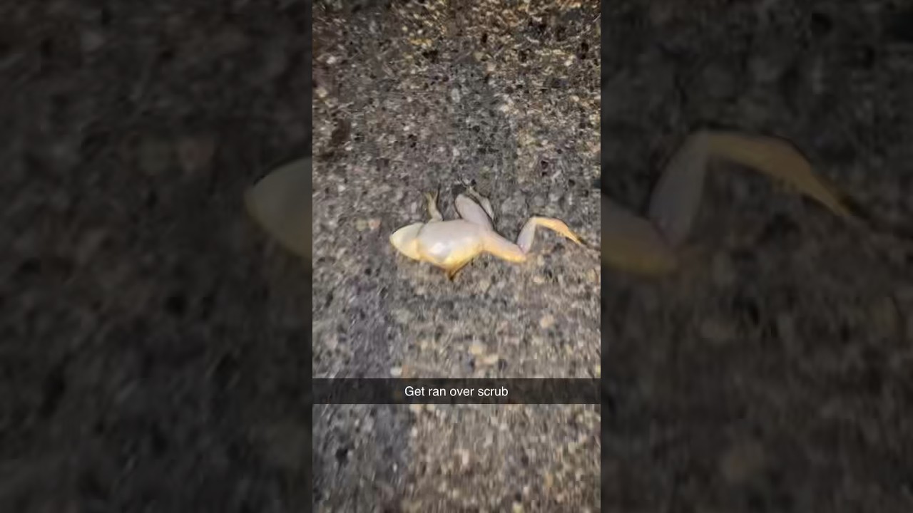 When you&rsquo;re going bullfrog gigging and you get a bonus frog with the car #shorts #frog