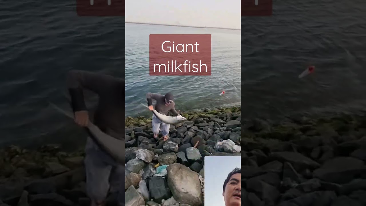 Ikan bandeng raksasa #shorts #fishingvideo #fishing