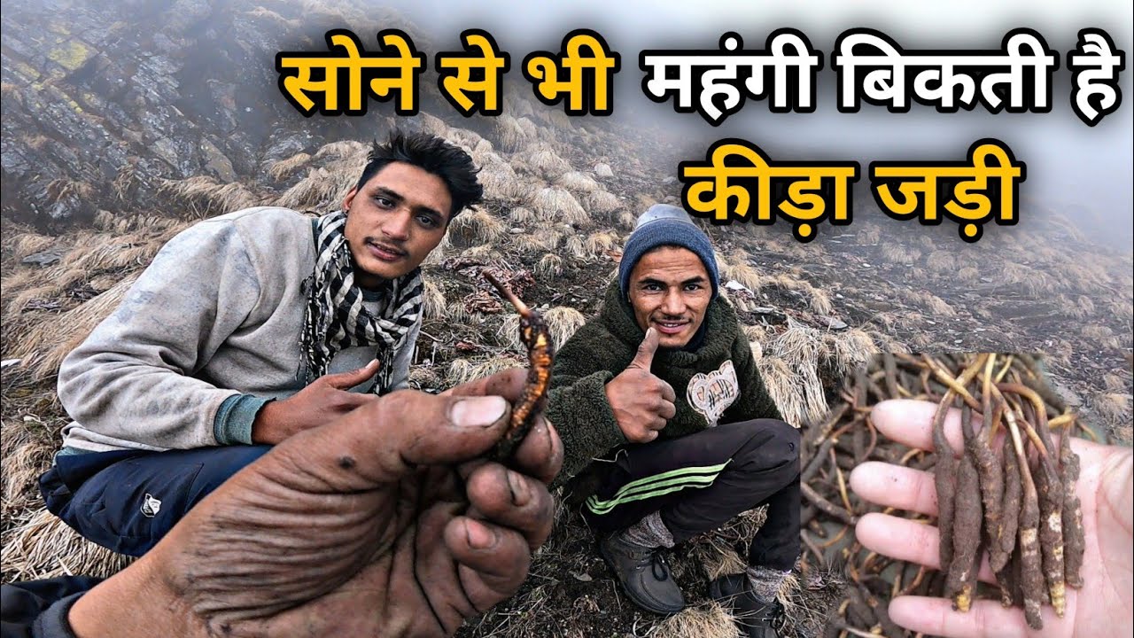कीड़ा जड़ी कैसे और कहा निकालते है देखिए आज के Vlog में ❣️