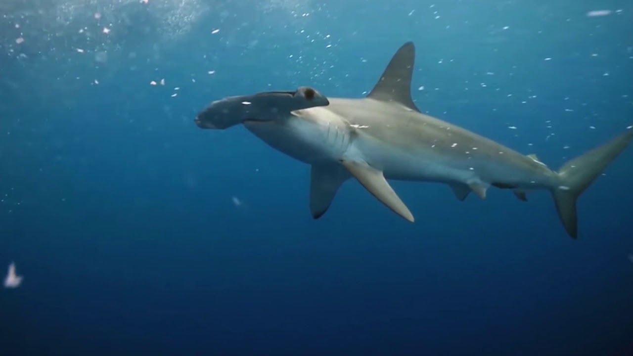 Smooth hammerhead shark