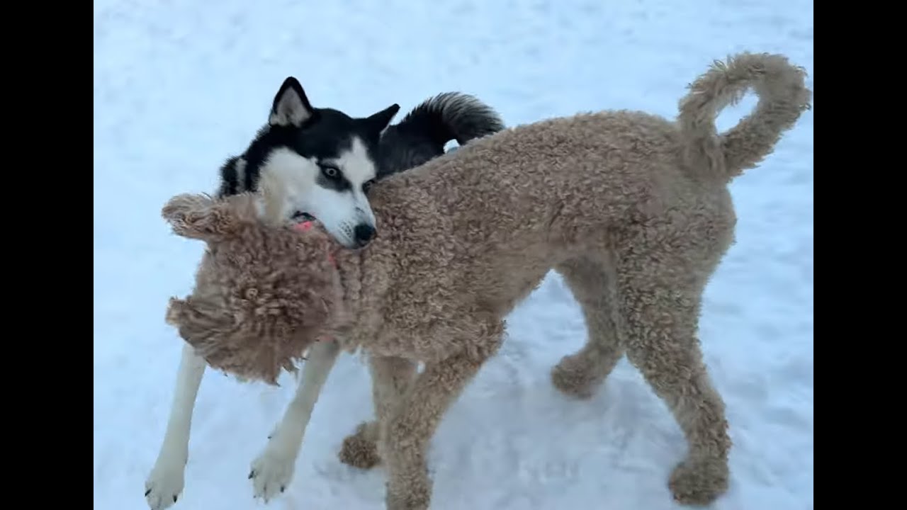 Yuka The Husky Fights Maple For Snowballs