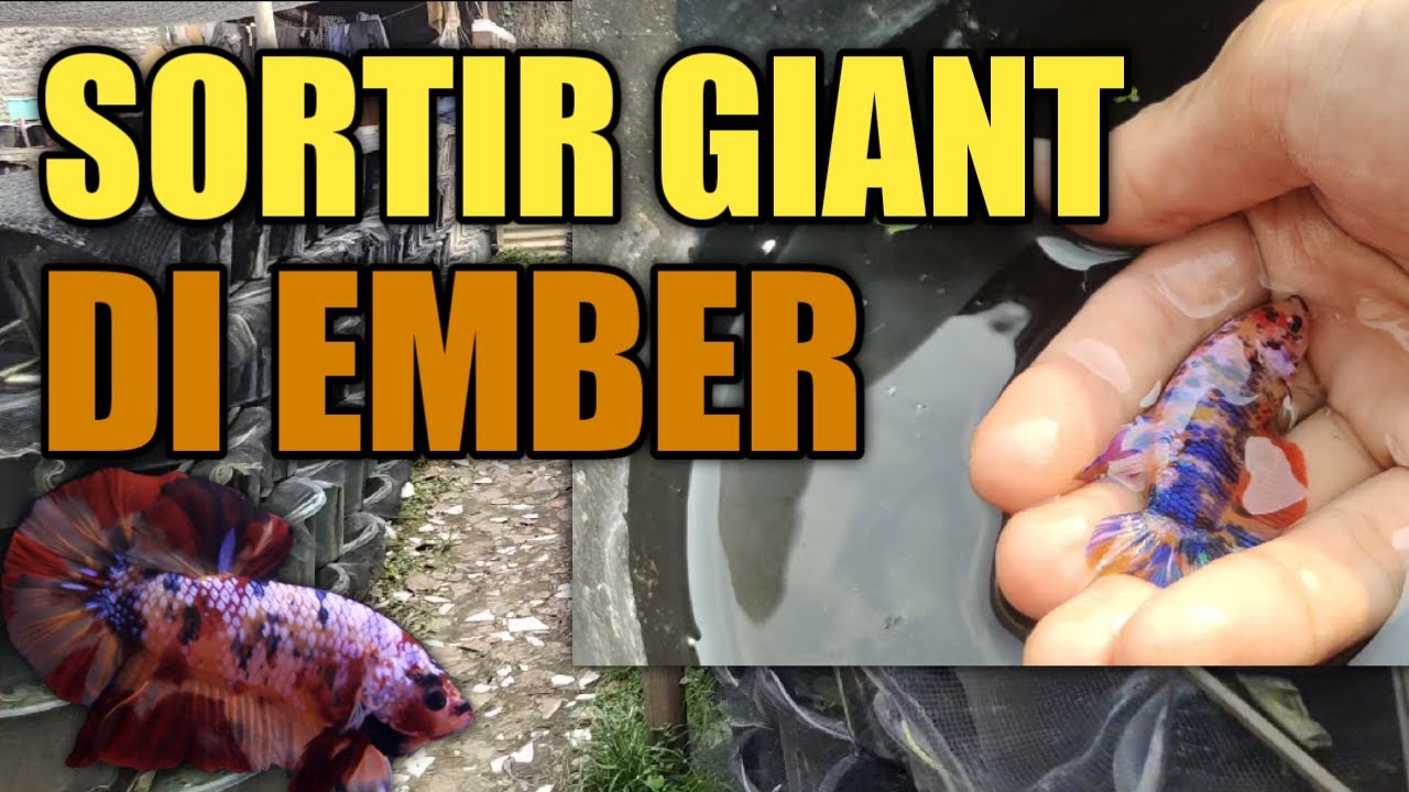 SORTIR GIANT DI EMBER