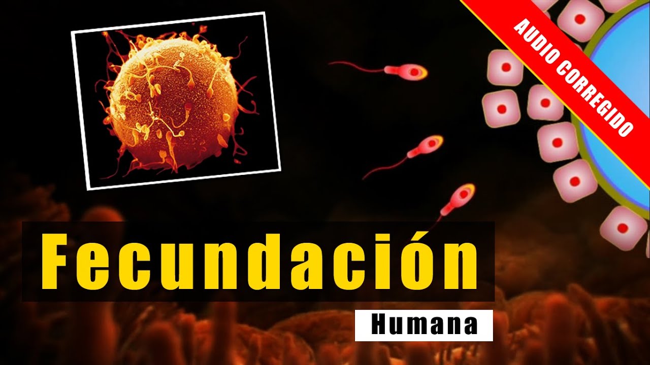 Fecundaci&oacute;n humana (audio corregido)