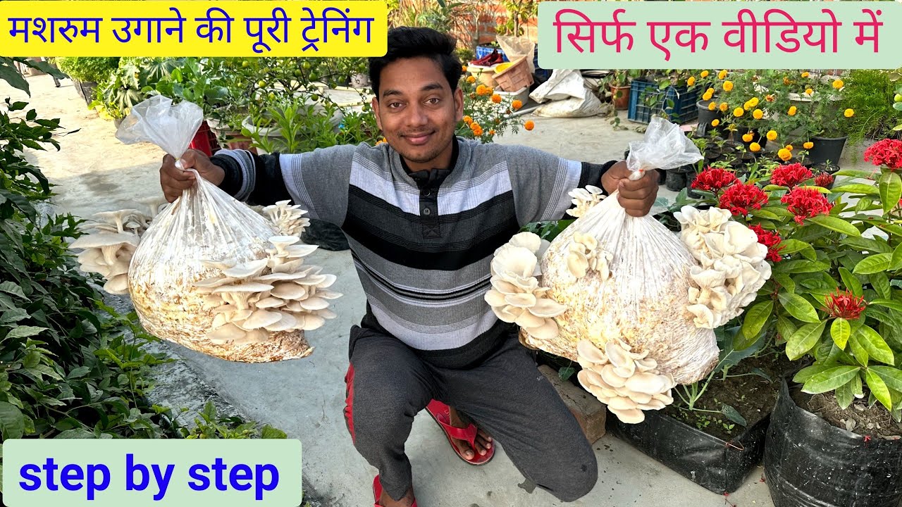 मशरुम की खेती कैसे करें, mushroom ki kheti in hindi / mushroom ki kheti kaise kare with full update