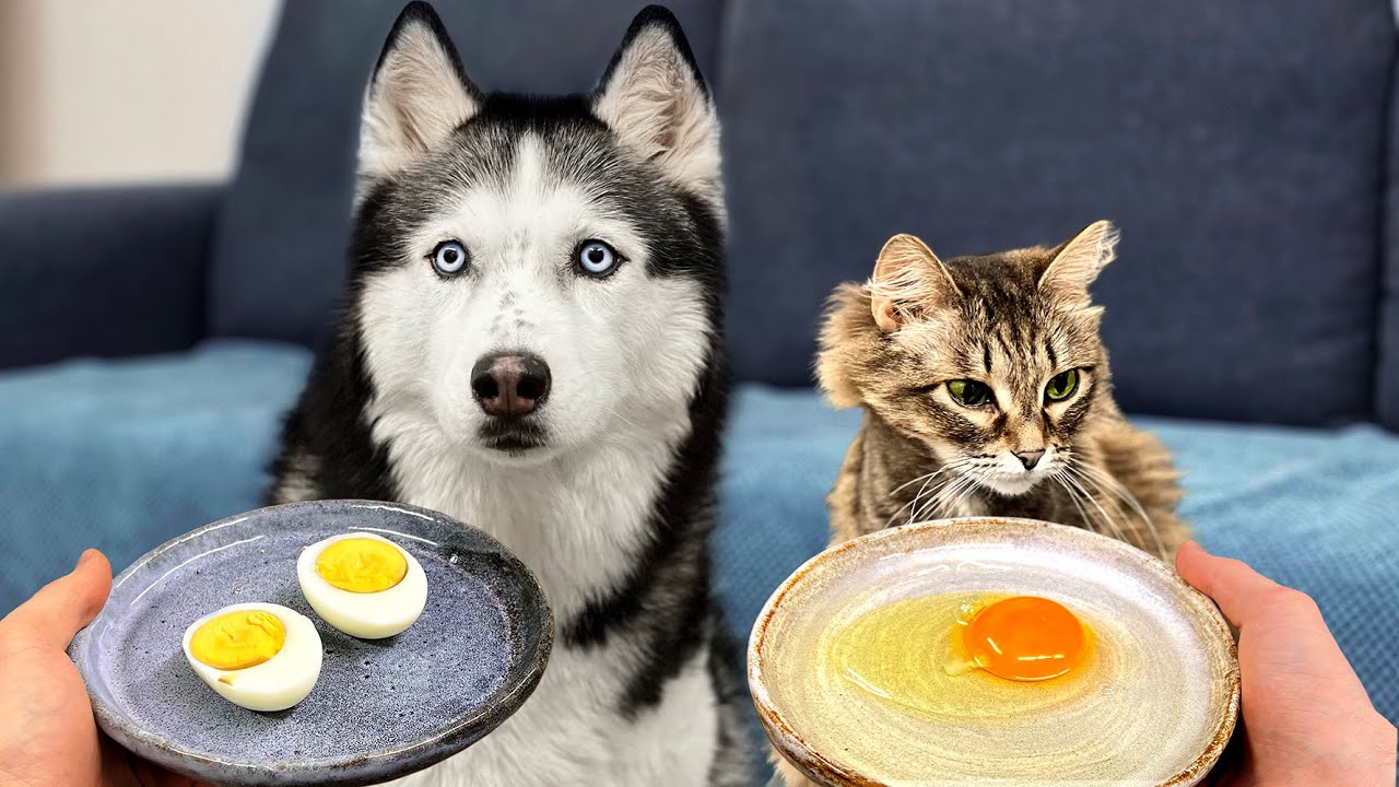 What Will Huskies And Cats Choose? Raw Egg VS Cooked