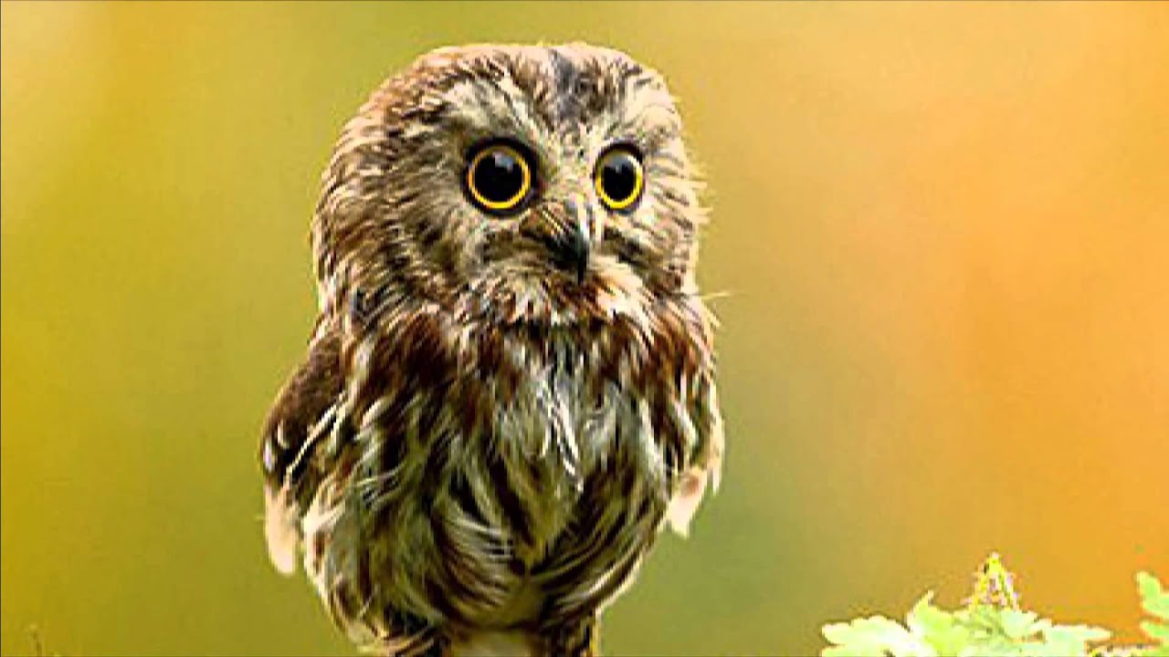 Ida Engberg - Owl's Nest
