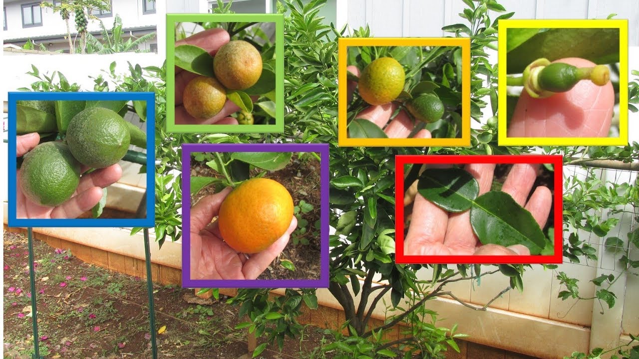 6 Citrus Varieties Multi Grafted onto One Fruit Cocktail Tree!