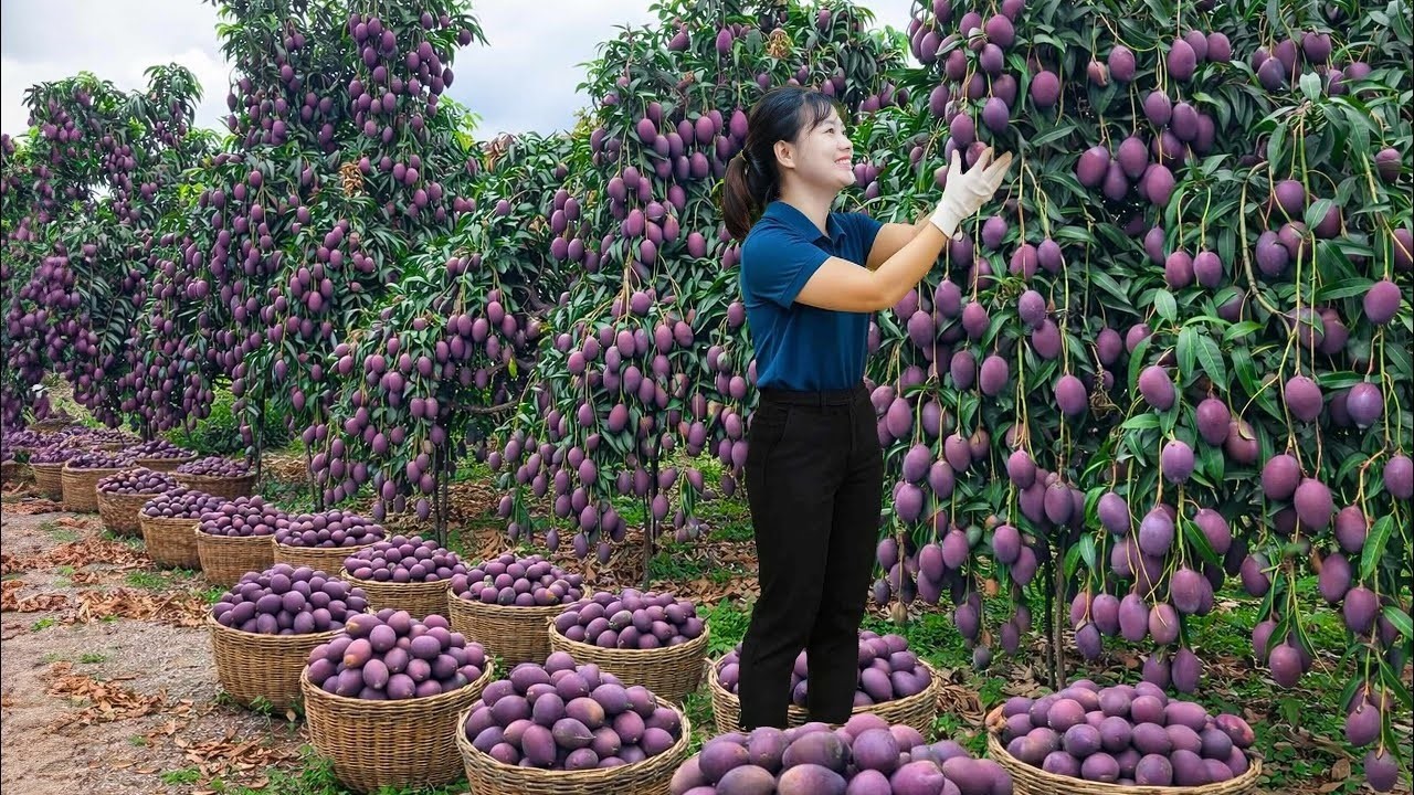 CHOCANTE! Colhendo Manga Roxa Gigante Para Vender | A Fruta Mais Lucrativa do Mercado!