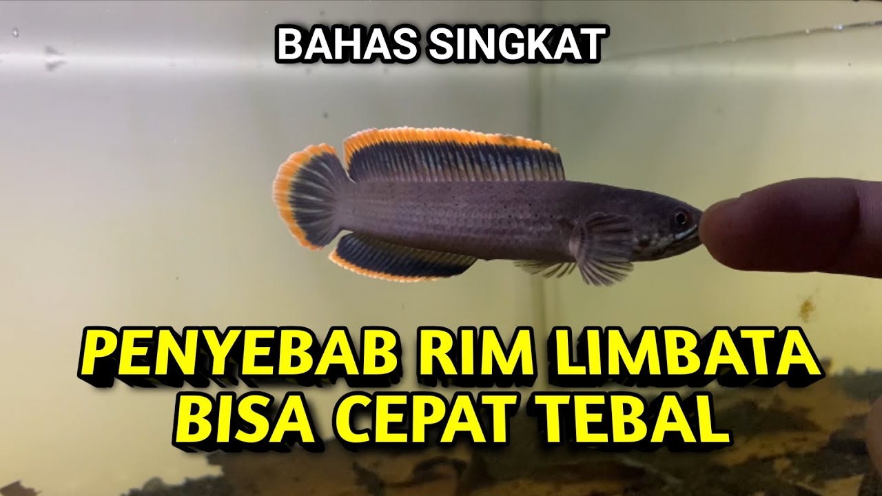 Faktor Penyebab Rim Channa Limbata Bisa Cepat Tebal!!