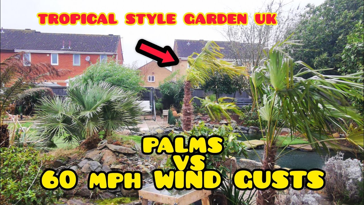 60 mph WIND GUSTS vs my PALM TREES 🌴 💨 Tropical Style Gardening UK