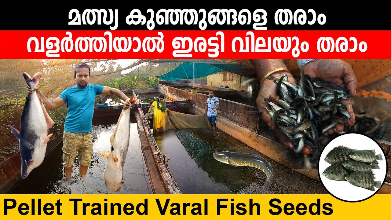 മത്സ്യ കുഞ്ഞുങ്ങളെ തരാം | വളർത്തി വലുതാക്കിയാൽ പറയുന്ന വിലയ്ക്ക് ഇവർ തന്നെ വാങ്ങിക്കോളും