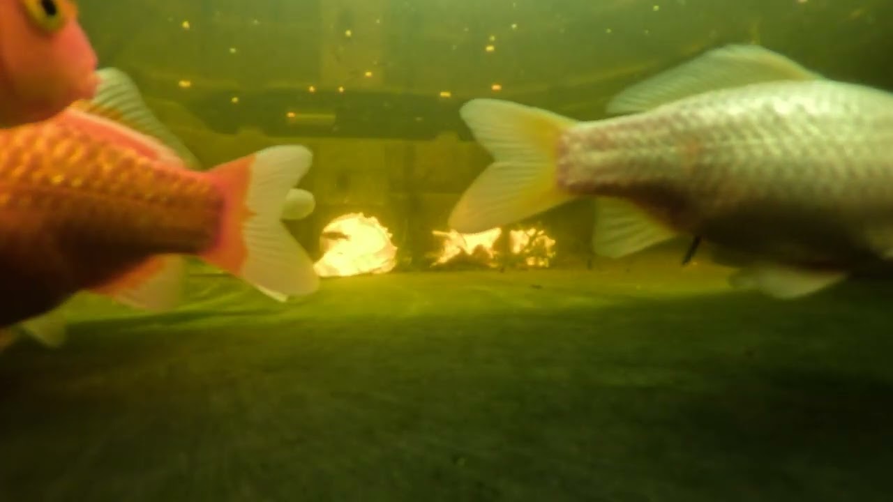 Boxing Day Goldfish