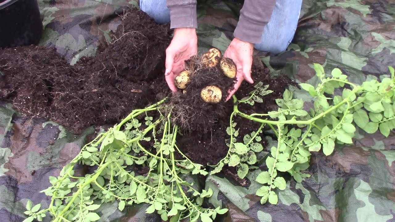 Growing Potatoes in a Container From A Single Potato Peel