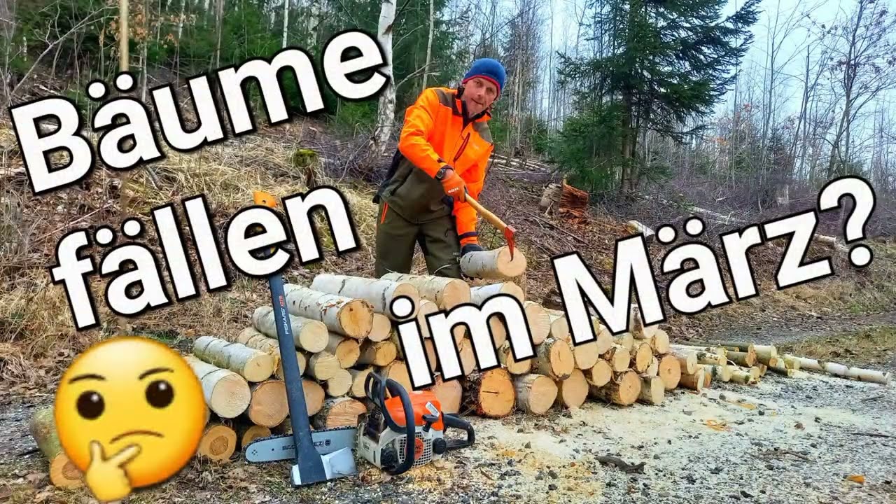 Wie lange dürfen wir noch Brennholz im Wald selber machen und Bäume fällen? 🌲🌳🪚🪓🤔 #brennholz