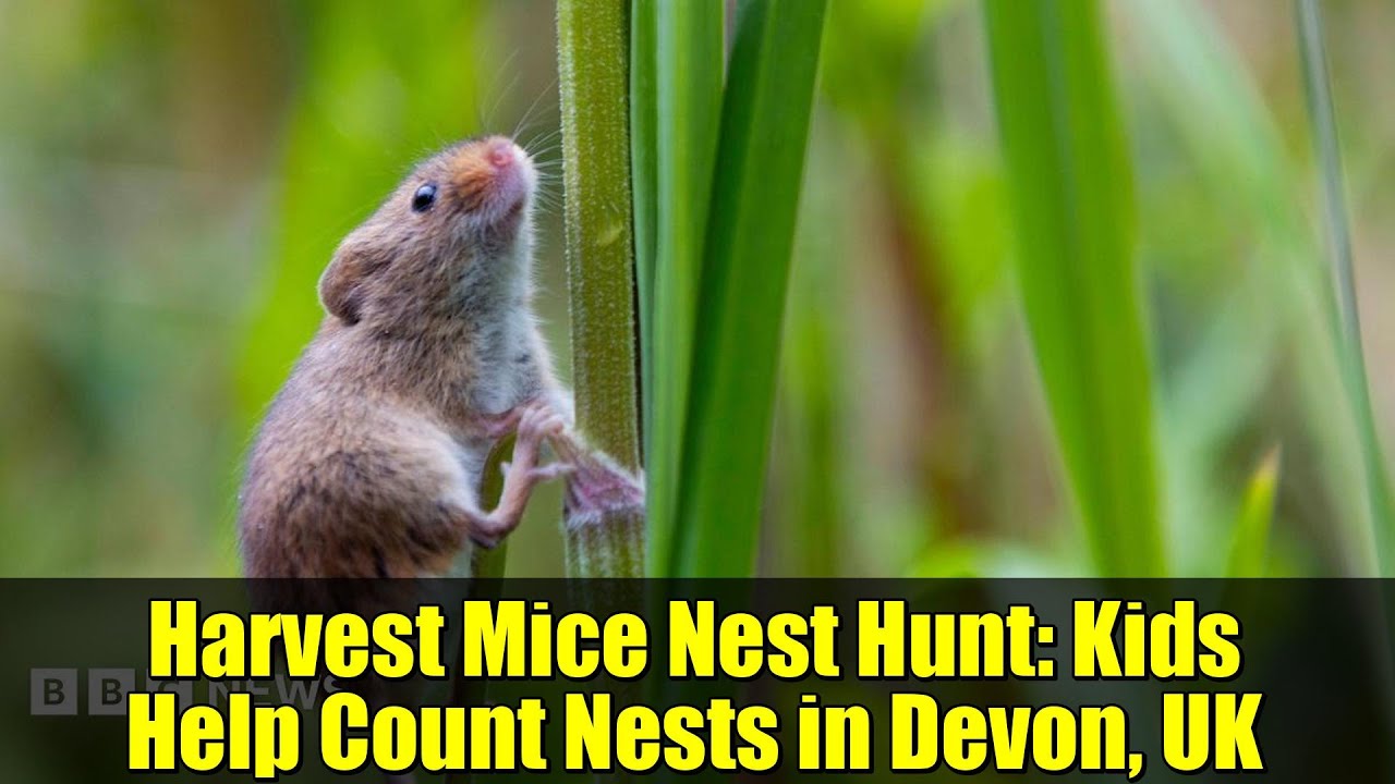 Harvest Mice Nest Hunt: Kids Help Count Nests in Devon, UK
