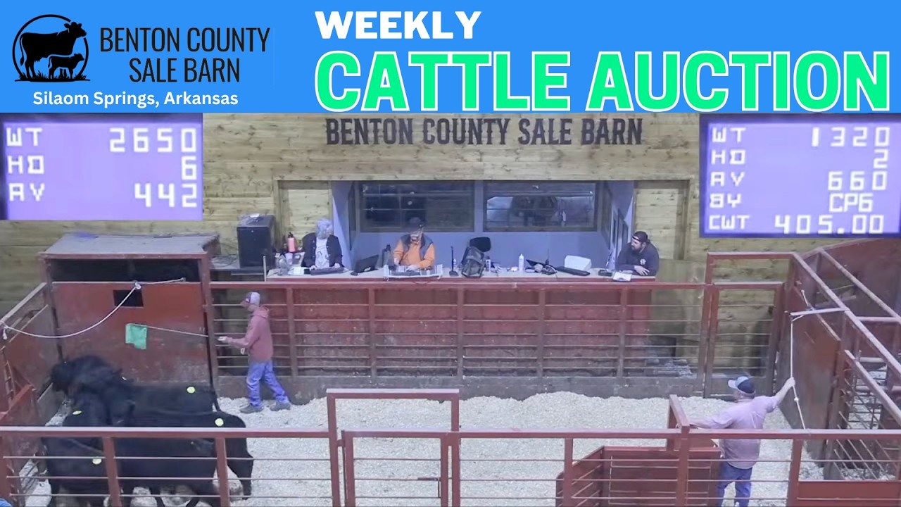 LIVE: Benton County Sale Barn | State Line Cattle Market Report | March 26, 2026
