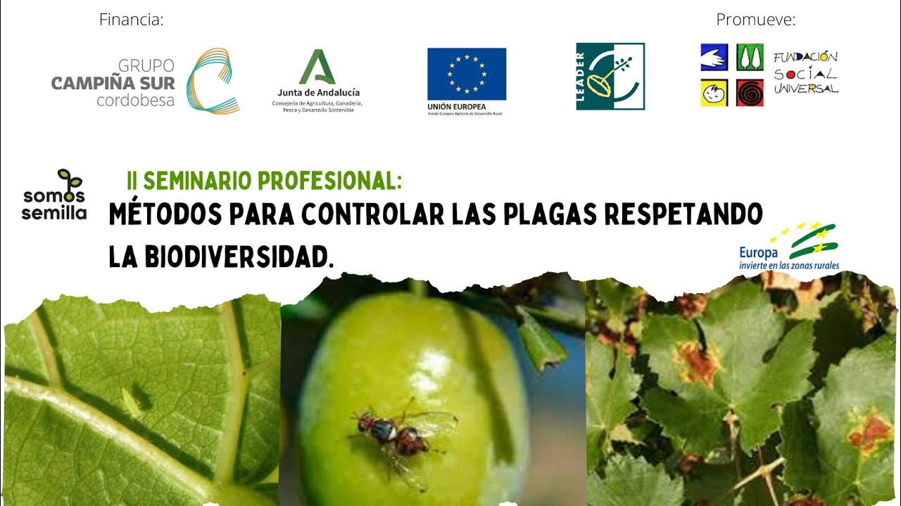 II Seminario 
