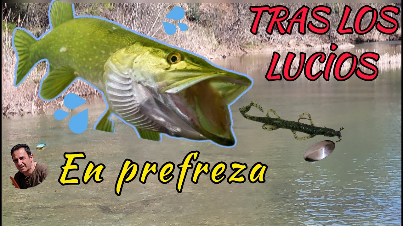 🎣PESCANDO LUCIOS en PREFREZA.CÓMO,CUÁNDO y CON QUÉ PESCARLOS.PESCA SPINNING en INVIERNO Desde ORILLA