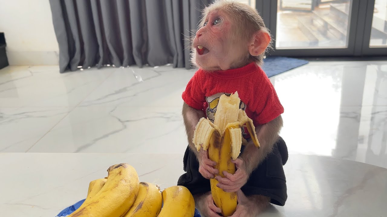 Amazing🤩 CUBIS monkeys find taste buds after many days