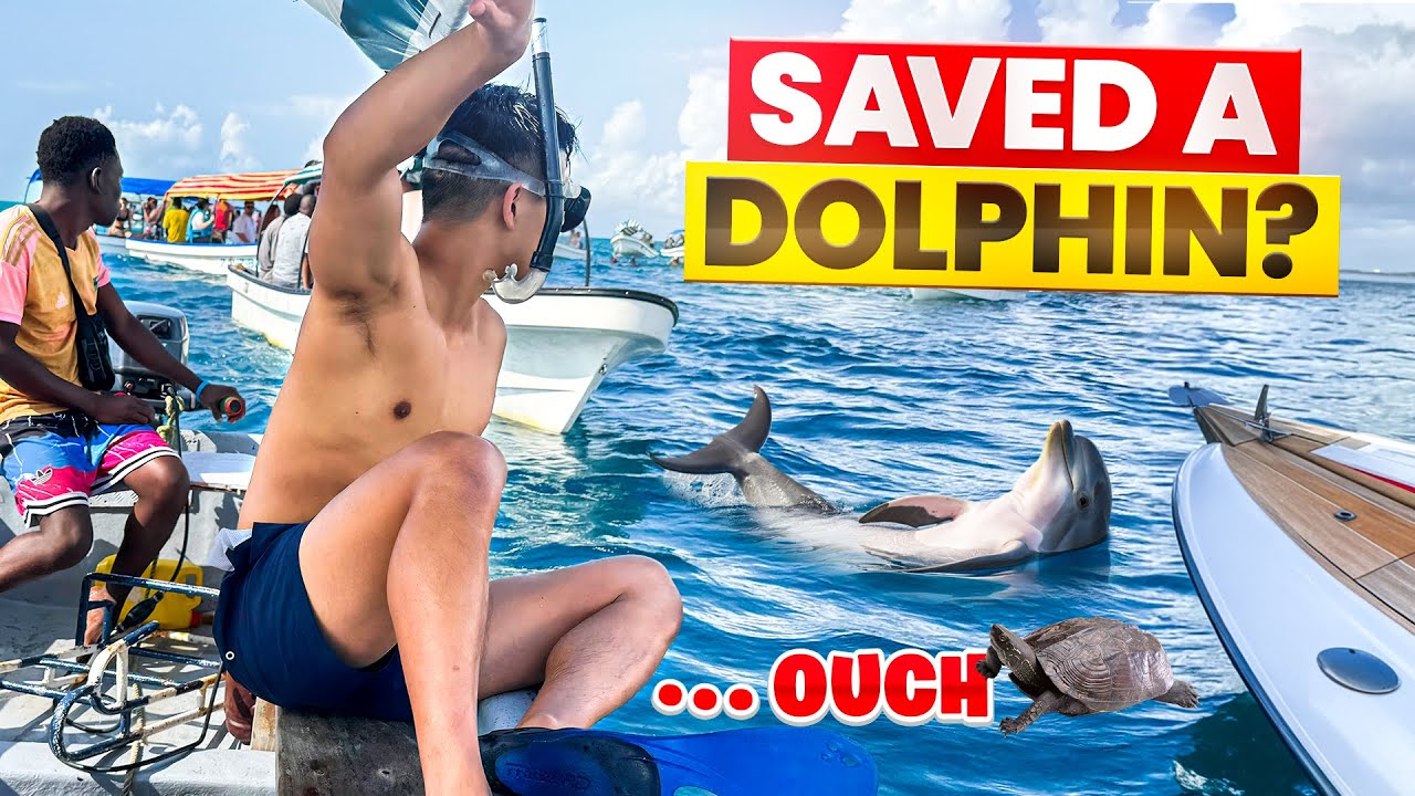 We tried to save a dolphin in Zanzibar (with zero experience)