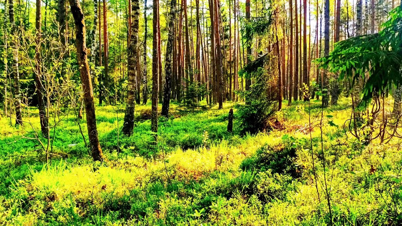 4K Лесное исцеление 🌲 Спокойное пение птиц и успокаивающие звуки природы для сна