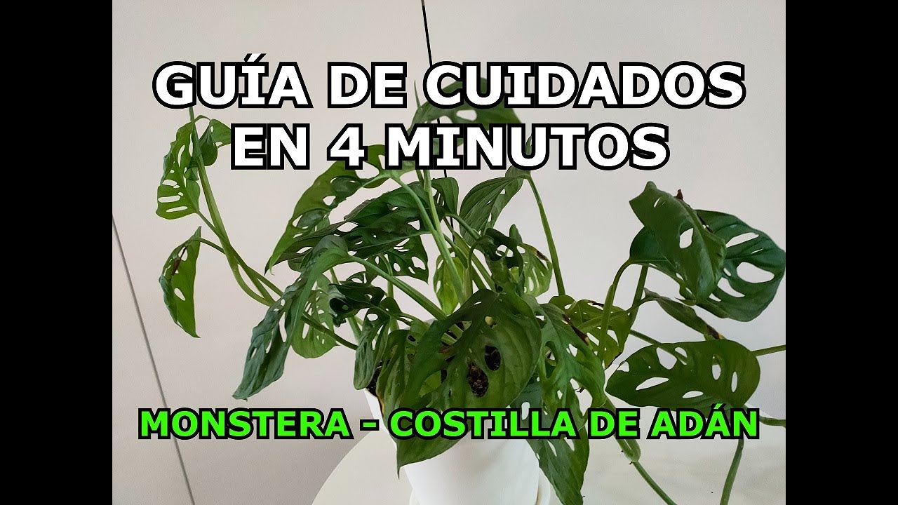 En 4 minutos guía de cuidados de la Monstera