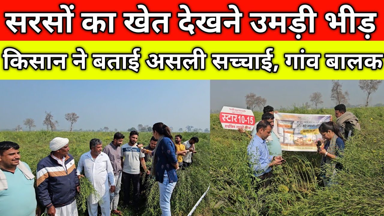 गाँव बालक में सरसों का खेत देखने उमड़ी भीड़, अबकी बार तोड़ेगी रिकॉर्ड, किसान ने बताई असली सच्चाई 