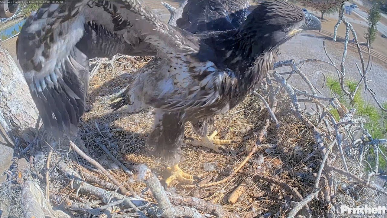 SWFL EAGLE CAM 2026.2.9 🪶The fluttering of E26 from Cam 1, Cam 2, and the pond cam.