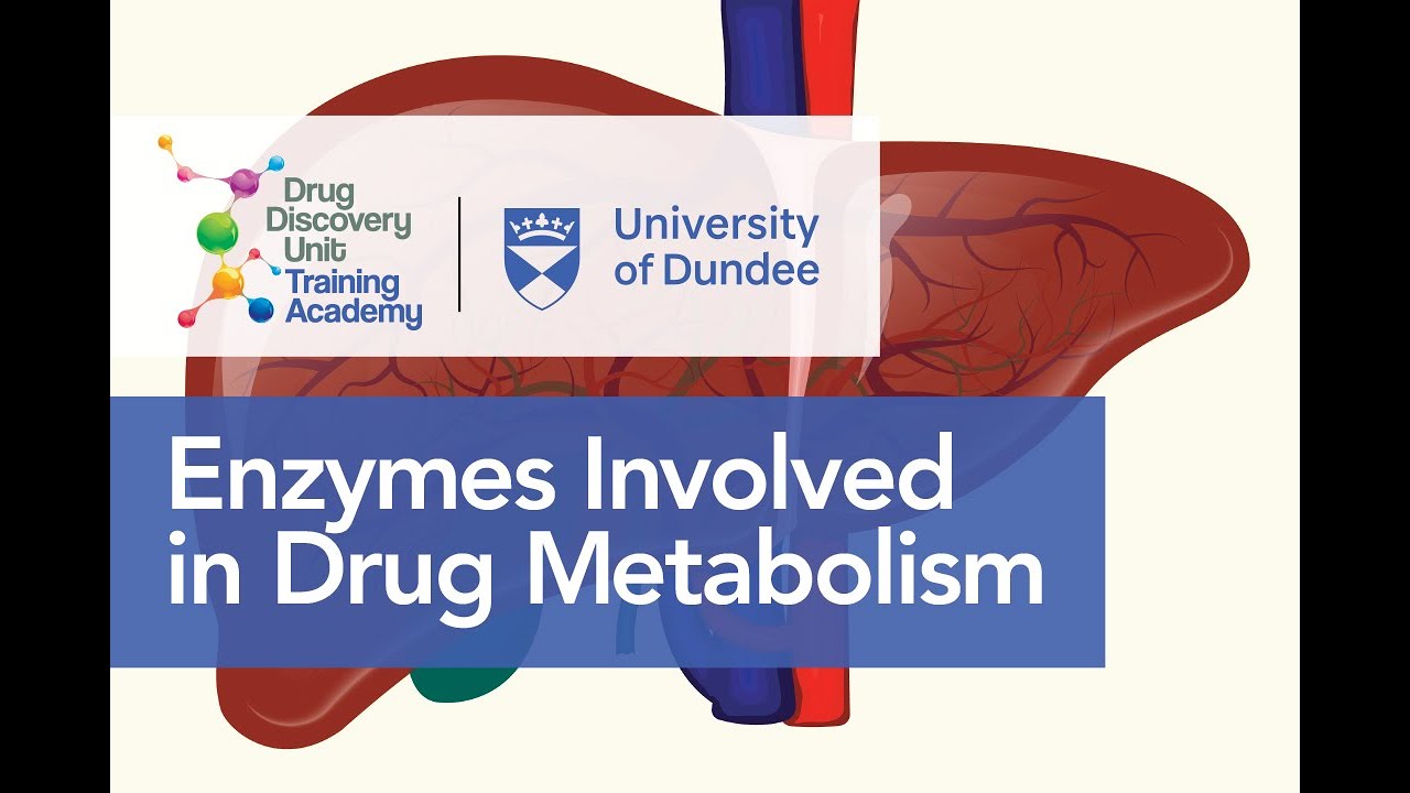 Enzymes Involved in Phase I and Phase II Metabolism