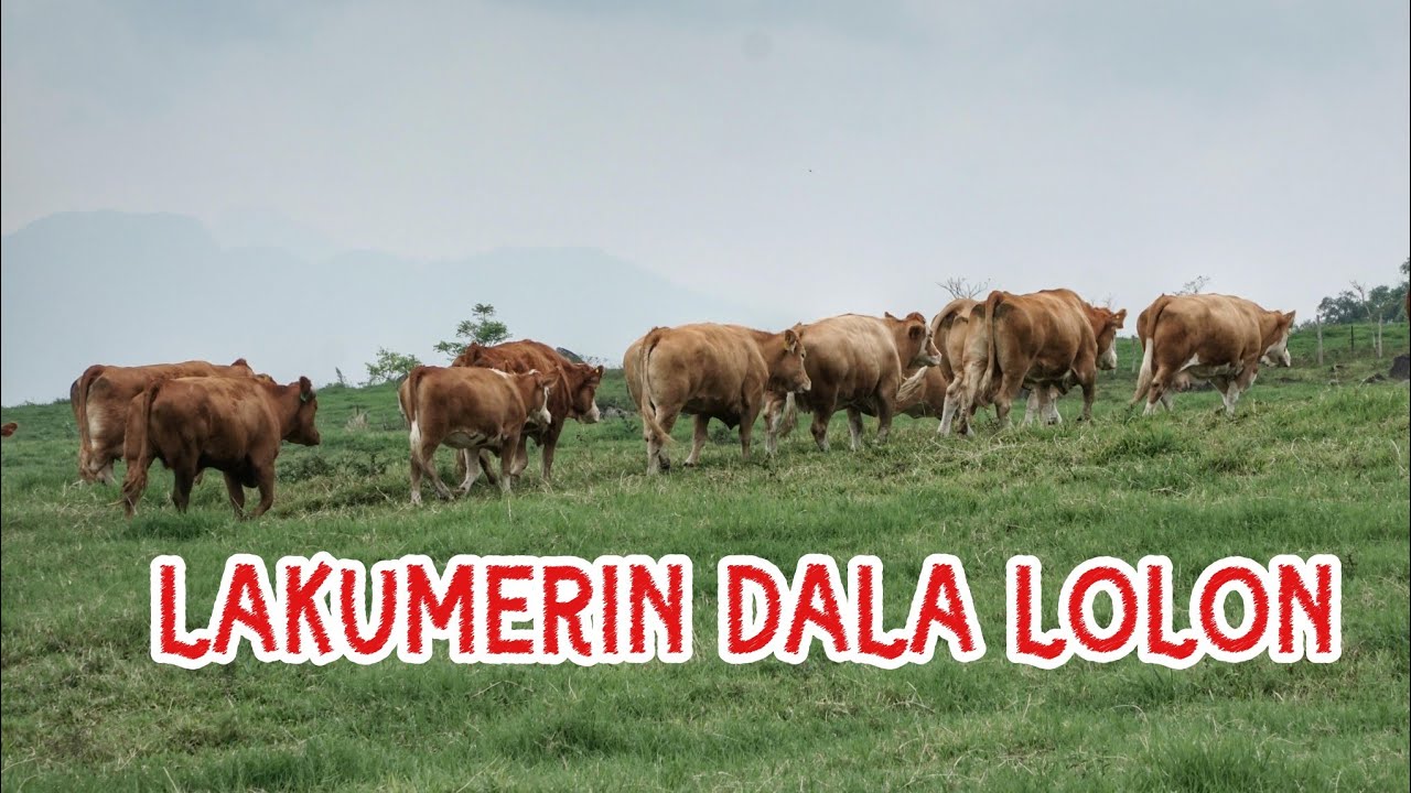 LAKUMERIN DALA LOLON.#budaya #tradisi