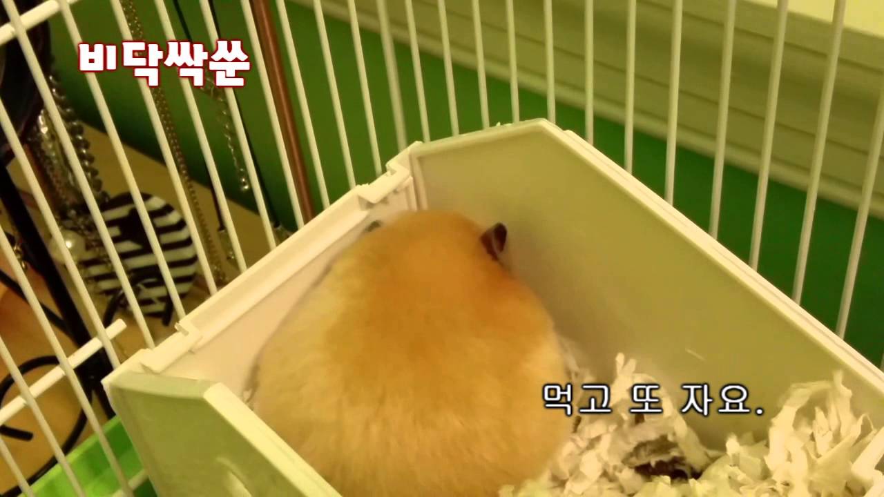 햄스터 (HAMSTER) - 햄찌  아몬드 (먹고 자고 먹고 잠) 1 by 비닥싹쑨