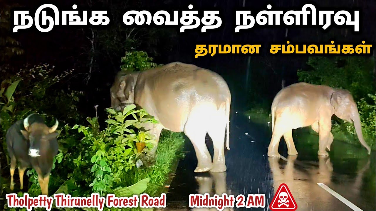 நடுக்காட்டில் நள்ளிரவில் அடைமழையில் நடுங்க வைத்த சம்பவங்கள்🐘 Dangerous Tholpetty Thirunelly Forest