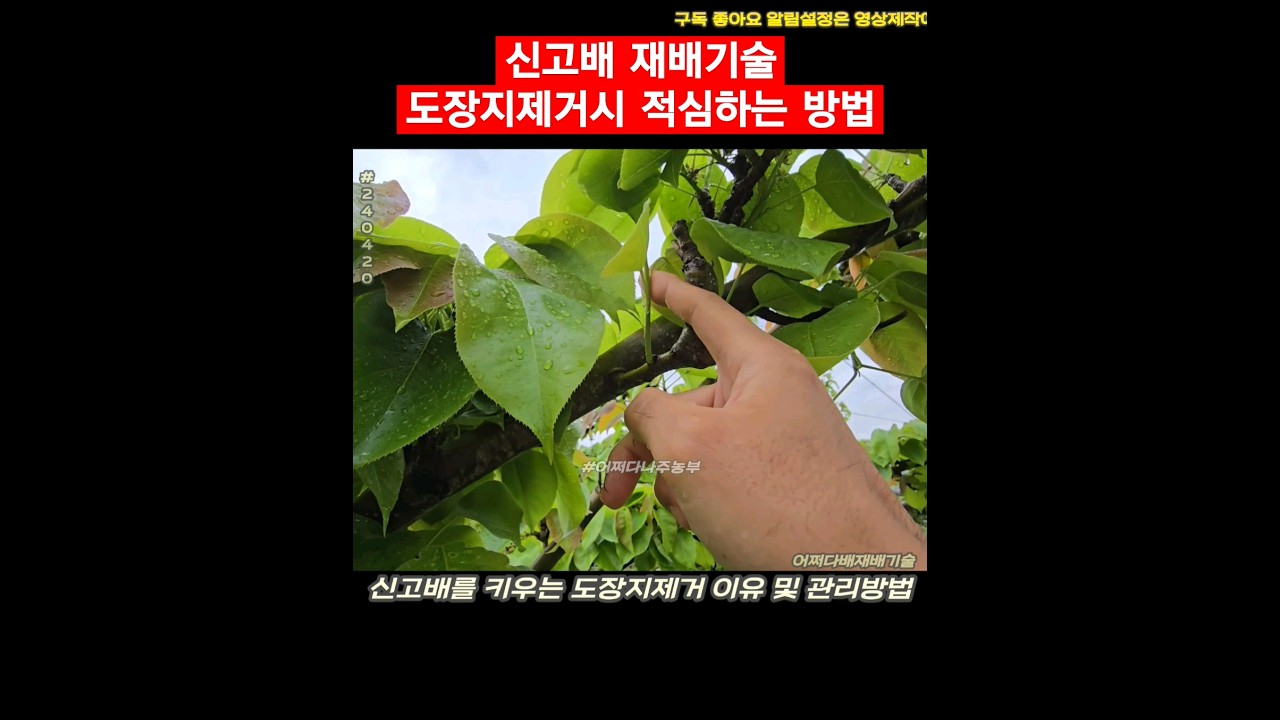 신고배 재배기술 도장지제거시 적심하는 방법